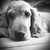 ARTù
